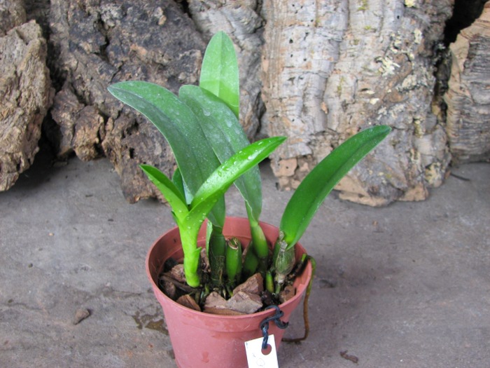 Brassoepidendrum Jim Wallace 'Leo' (Psh. mariae x B. digbyana).JPG