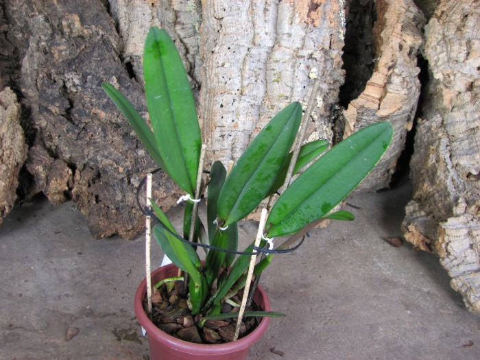 Cattleya luteola.JPG