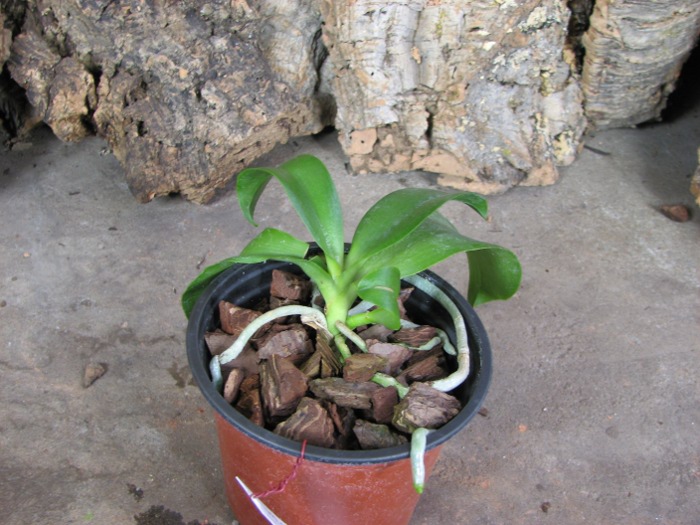 Doritaenopsis Sogo Sweet 'Sogo' x Phalaenopsis Joy Spring Canary 'Japan Peach'.JPG