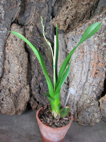 Odontioda Nationhood Bossa Nova.JPG