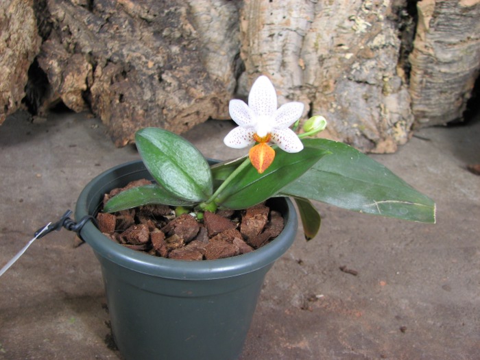 Phalaenopsis Mini Mark.JPG