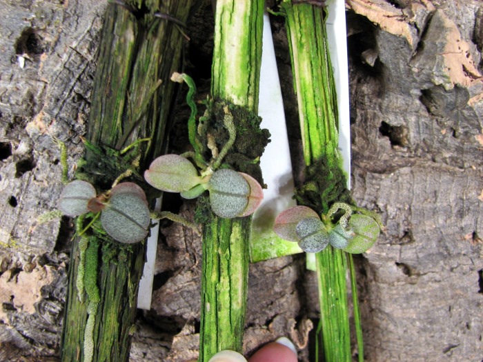 Aerangis punctata.JPG