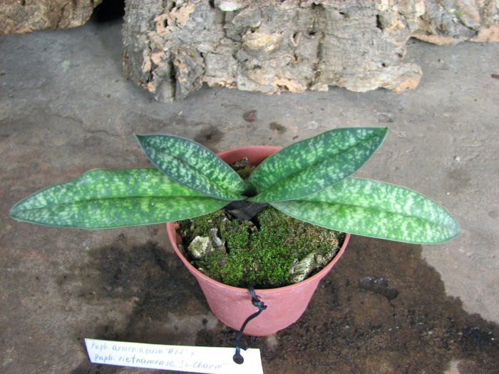 Paphiopedilum armeniacum '#17' x Paphiopedilum vietnamense 'In-Charm'.JPG