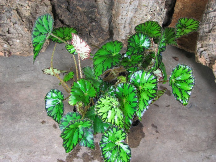 Begonia rex hybrid .JPG