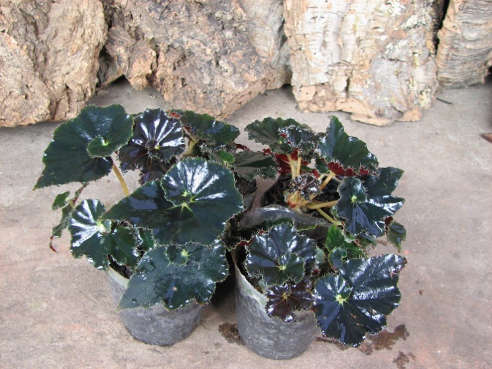 Begonia rex hybrid.JPG