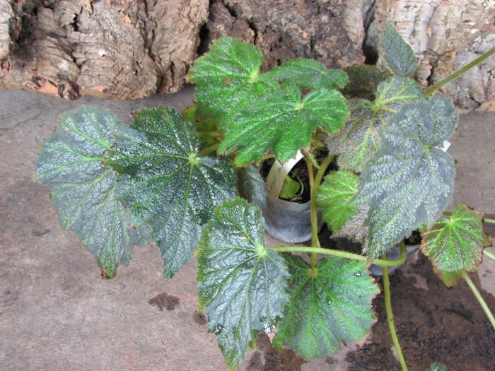 Begonia rex hybrid..JPG