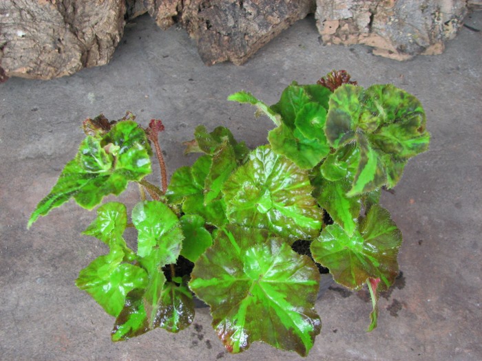 Begonia rex hybrid.JPG