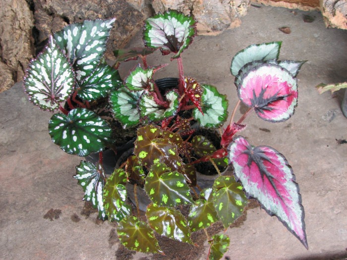 Begonia rex hybrid .JPG