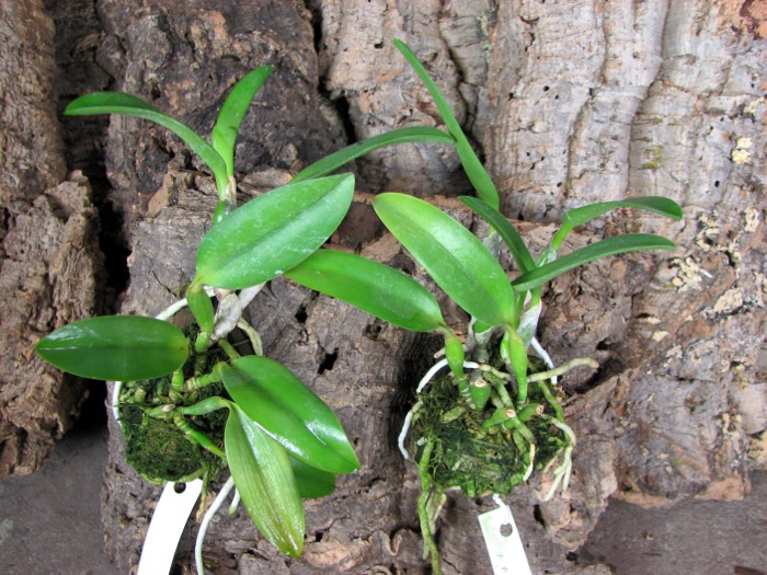 Laelia dayana coerulea 'Chojamaru' x SELF.JPG