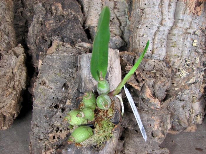 Laelia majale (sin. speciosa).JPG