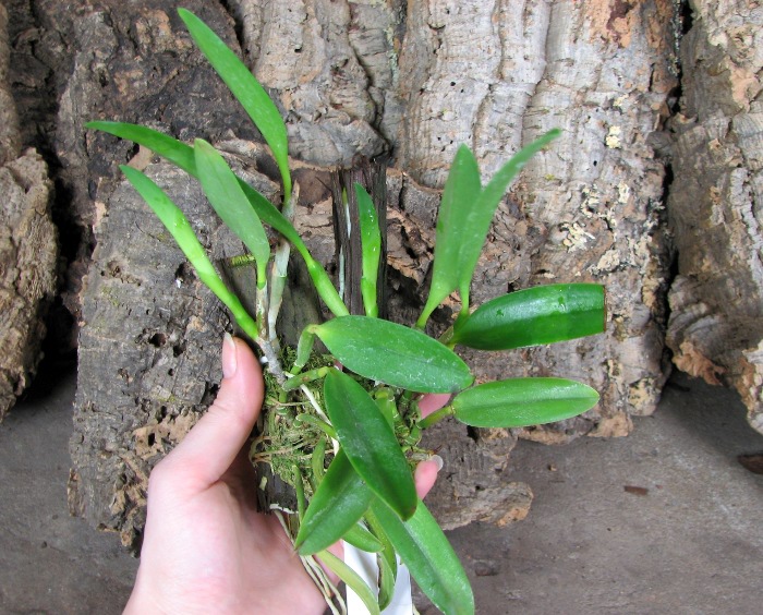 Laelia praestans 'Black Lip' XXX x Laelia praestans 'Daniel' XXX.JPG