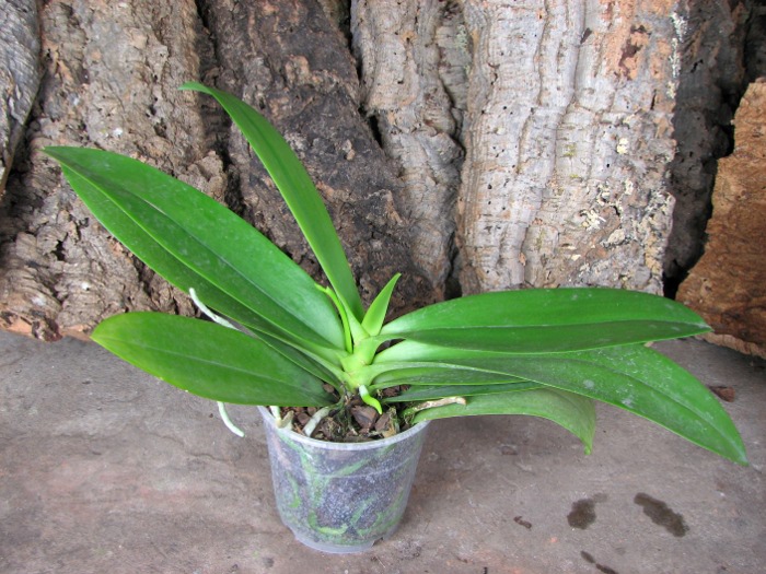 Phalaenopsis cornu-cervi x equestris.JPG