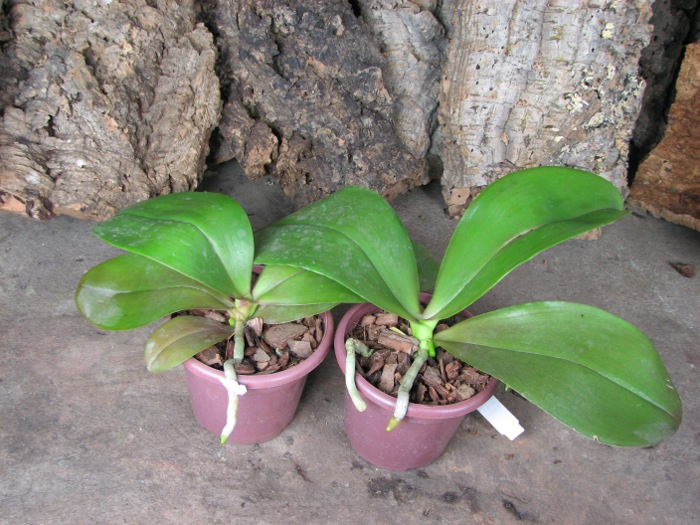 Doritaenopsis Sogo Meili x Phalaenopsis Ld's Bear Queen.JPG