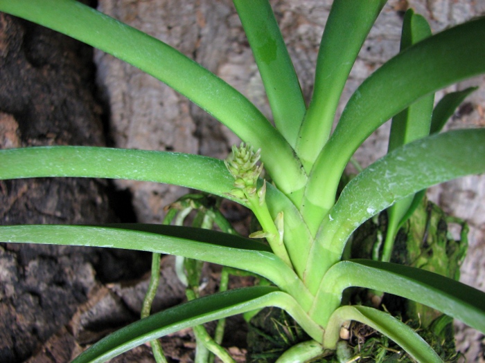 Neofinetia falcata x Rhynchostylis retusa .JPG