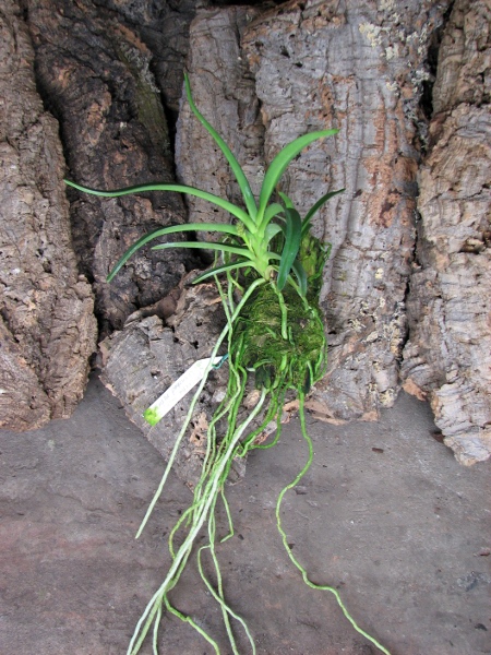 Neofinetia falcata x Rhynchostylis retusa.JPG