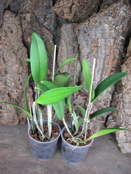 (Brassavola digbyana x Rhyncholaeliocattleya Young Kong) 'ORCHIS'.JPG