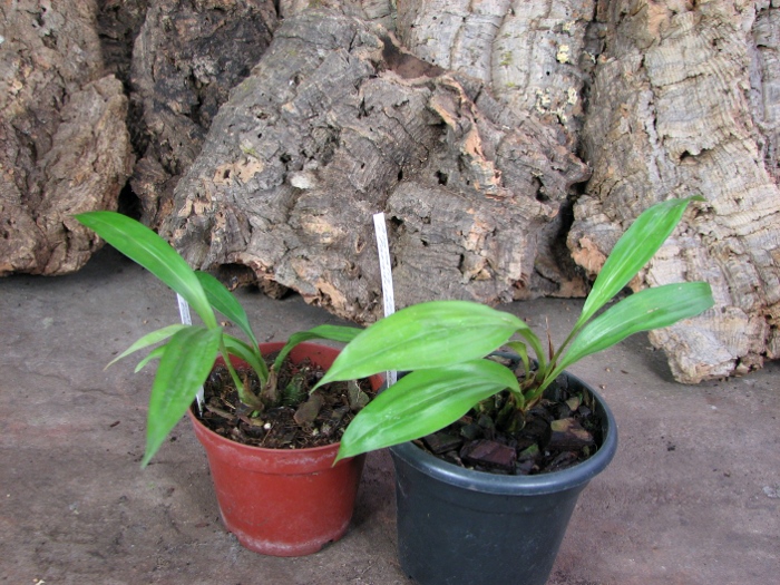 Acacallis cyanea x Paradisanthus micranthus.JPG