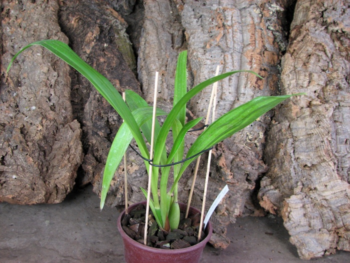 Zygopetalum Barbel Hohn.JPG