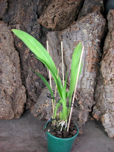 Zygopetalum 'Rhein Blue Angel'.JPG