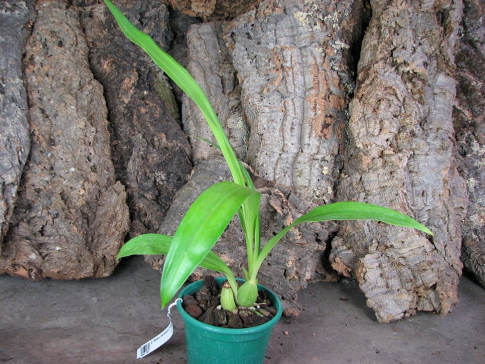 Zygopetalum Rhein Harlequin 'Cappuccino'.JPG