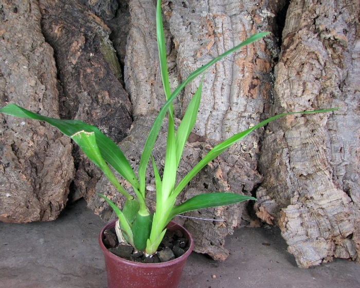 Zygopetalum 'Rhein Moonlight'.JPG