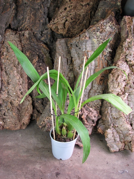 Zygopetalum hybrid 'Green'.JPG