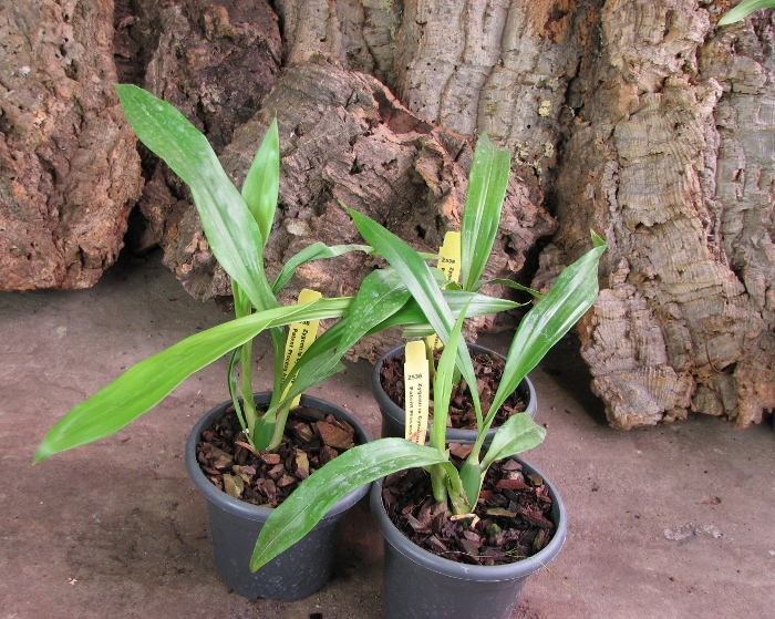 Zygonisia Cynosure 'Blue Water Sailing'.JPG