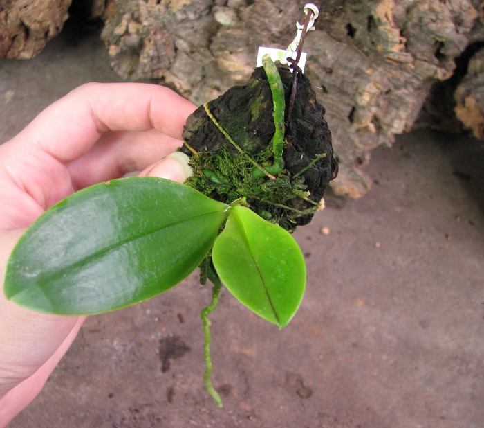 Phalaenopsis modesta.JPG