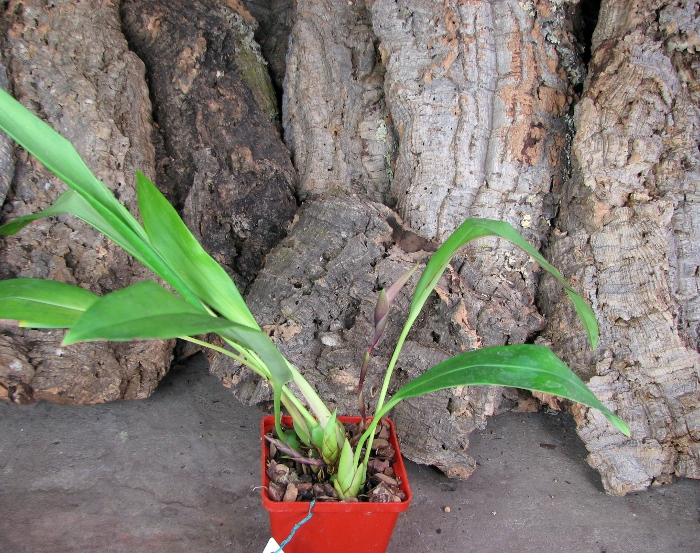Maxillaria Sangai (Maxillaria pulla x Maxillaria striata).JPG