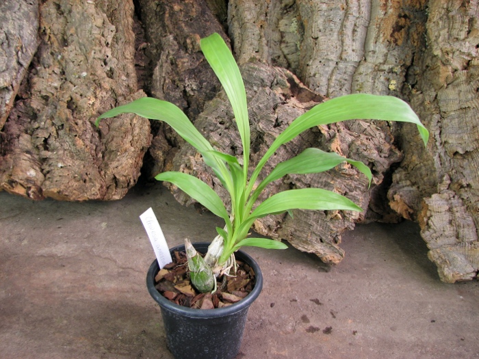 Clowesia amazonica.JPG