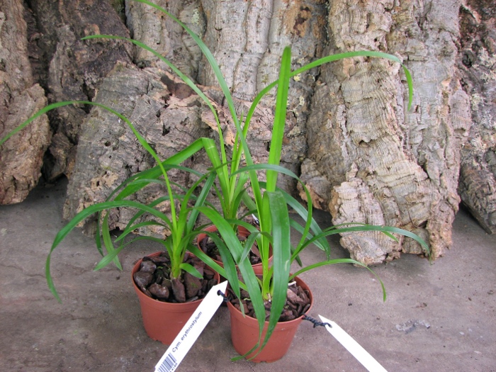 Cymbidium erythrostylum.JPG