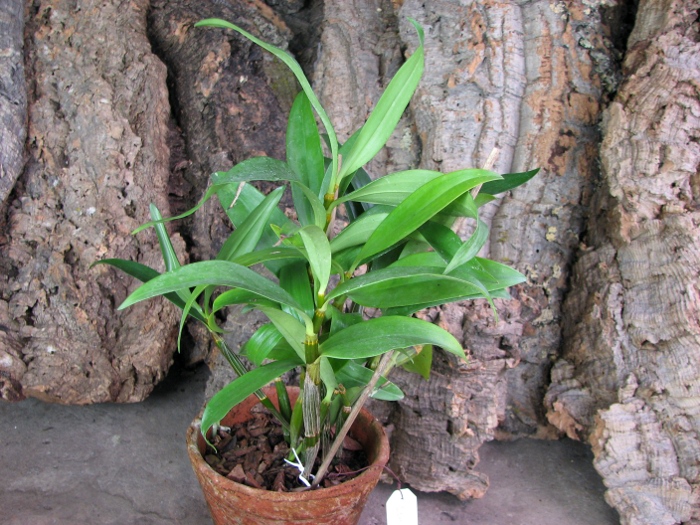 Dendrobium thyrsiflorum.JPG