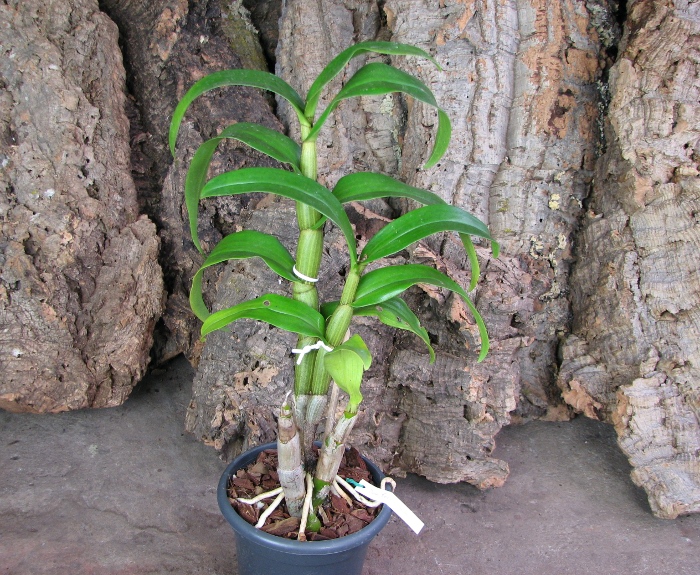 Dendrobium formosum.JPG