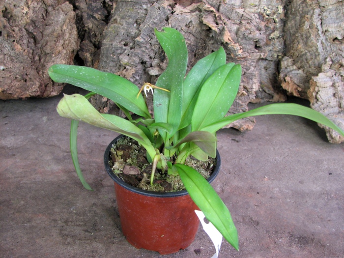 Maxillaria reichenheimiana.JPG