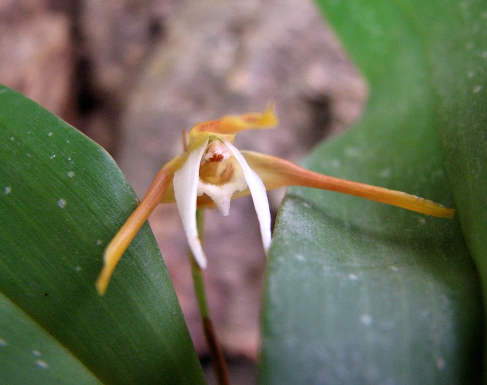 Maxillaria reichenheimiana.JPG