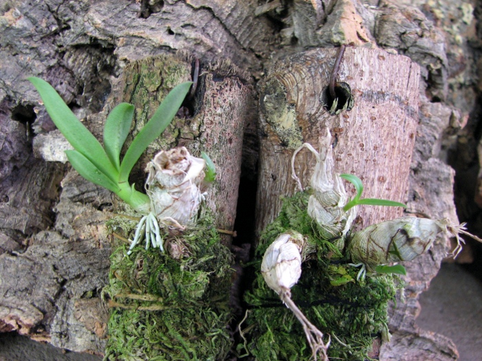 Dendrobium peguanum.JPG