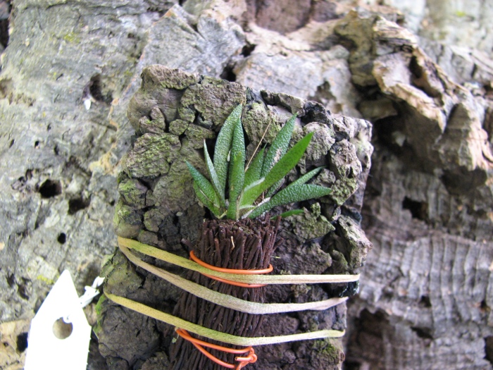 Macroclinium aurorae.JPG