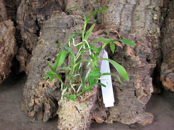 Epiphronitis Mariae (Euchile Mariae x Sophronitis coccinea).JPG