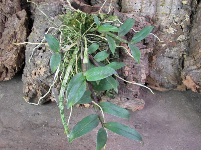 Dendrobium cerinum.JPG