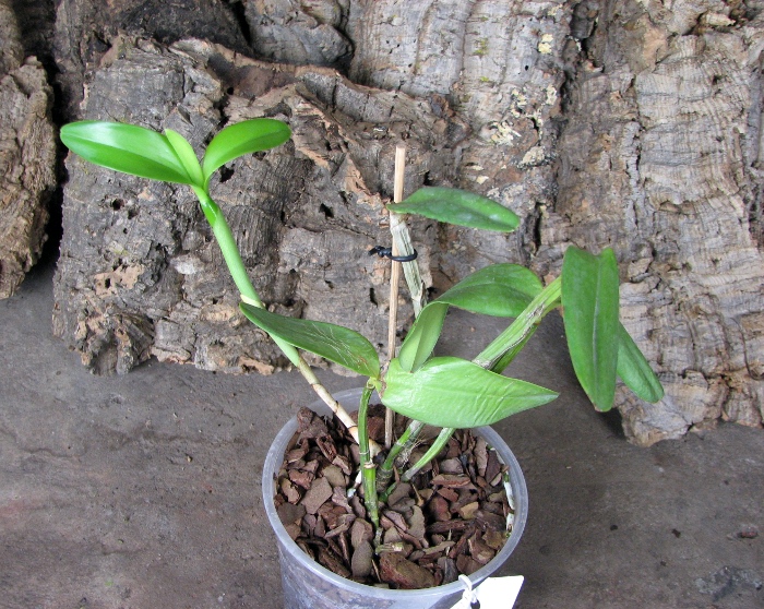 Cattleya intermedia aquini alba 'Neve' x Cattleya intermedia aquini alba 'Sublime'.JPG