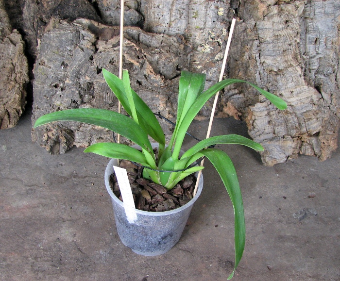 Vuylstekeara Yokara 'Perfection' x Oncidium leucochillum.JPG