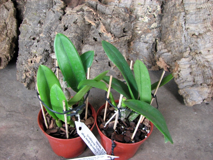 Laeliocattleya Cariad's Mini-Quinee 'Angel Kiss' (Lc. Mini Purple x C. intermedia).JPG