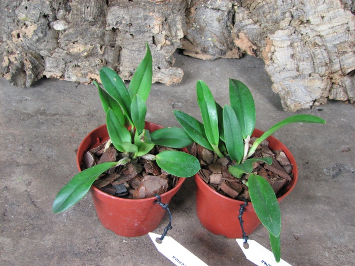 Cattleya aclandiae x Sophronitis coccinea.JPG