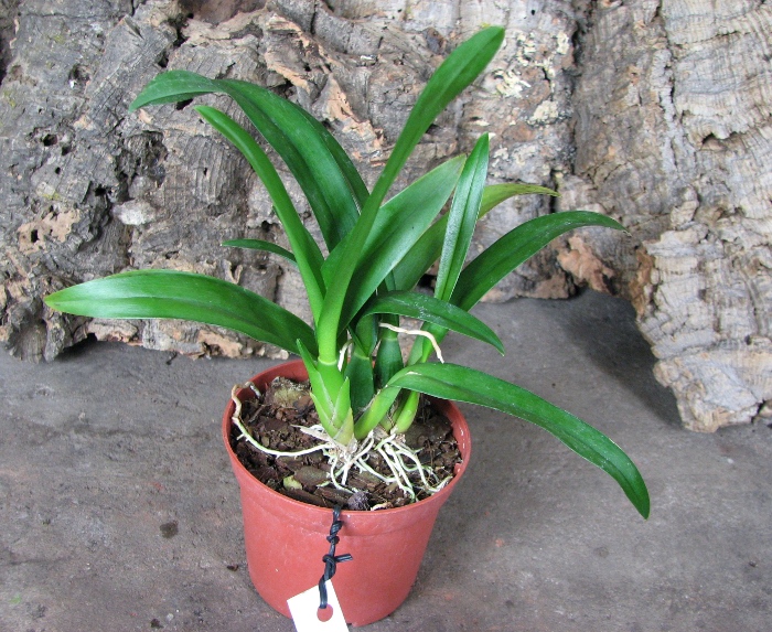 Howeara Chian-Tzy Lovely 'CT Golden Bug'.JPG