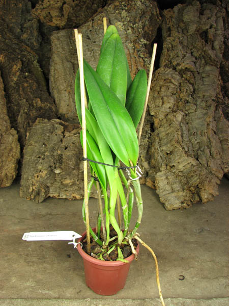 Epidendrum parkinsonianum x Brassavola digbyana.jpg