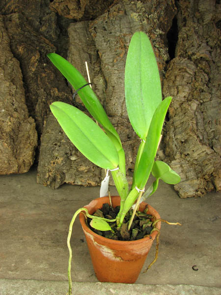 Cattleya warneri tipo 'Maravilha' (escura) x Cattleya warneri integra-orlata 'AWZ'.jpg