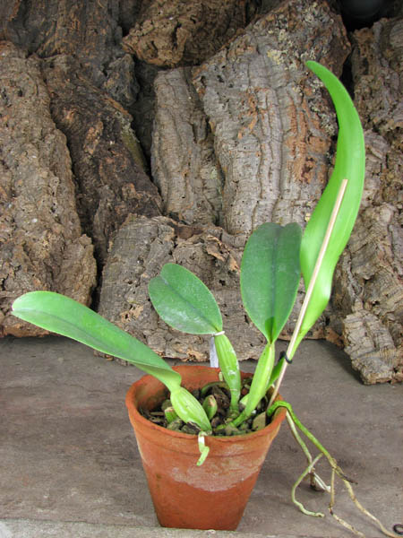 Cattleya warneri semi alba 'Alto Sapucaia' x Cattleya warneri semi alba 'Guindani'.jpg