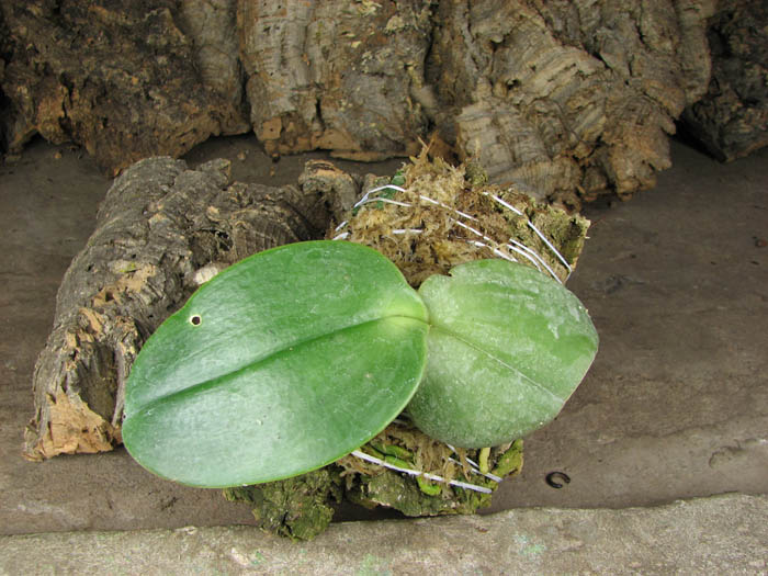 Phalaenopsis gigantea.jpg