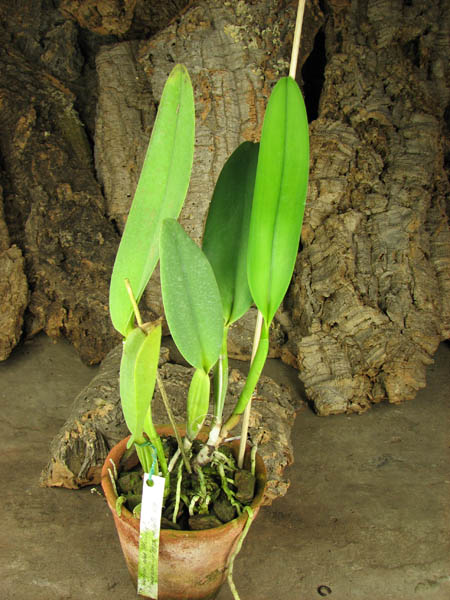 Cattleya warneri alba 'Alvinha' x Cattleya warneri semi alba integra orlata.jpg