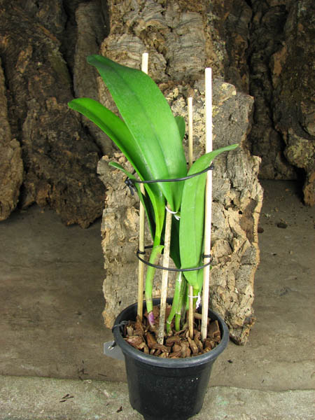 Potinara Egyptian Queen.jpg